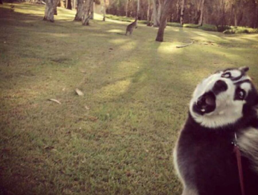 cane avvista un canguro 