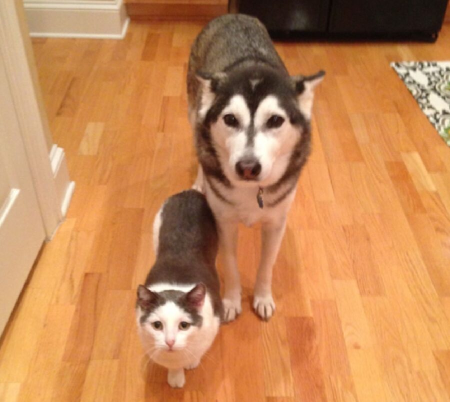 cane e gatto molto simili 