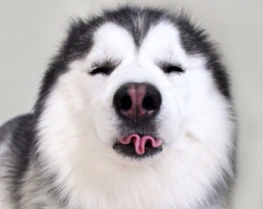 cane gioco con la lingua