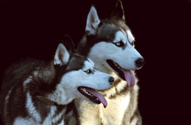 8 foto di cani Husky pronti a conquistare il cuore di chiunque, la loro simpatia è superlativa