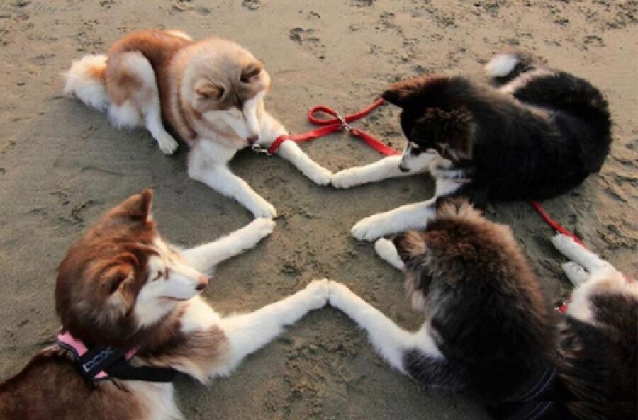 cani formano croce con zampe 
