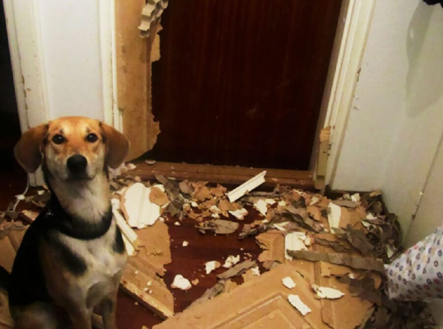 cane porta distrutta 