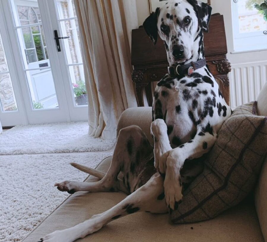 cagnolino dalmata macchie 