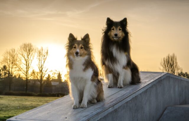 8 foto di cani che, osservando attentamente gli umani, hanno imparato come sedersi educatamente