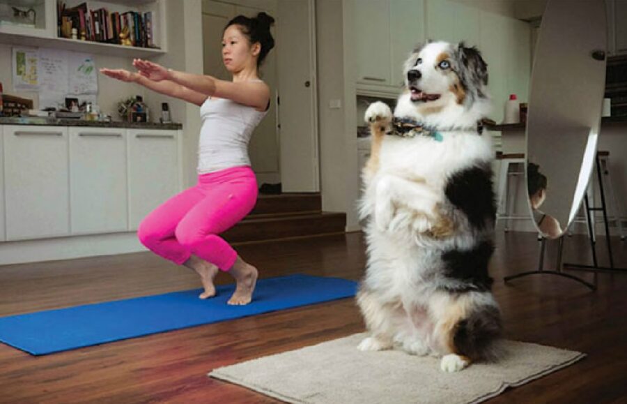 cane pastore australiano yoga