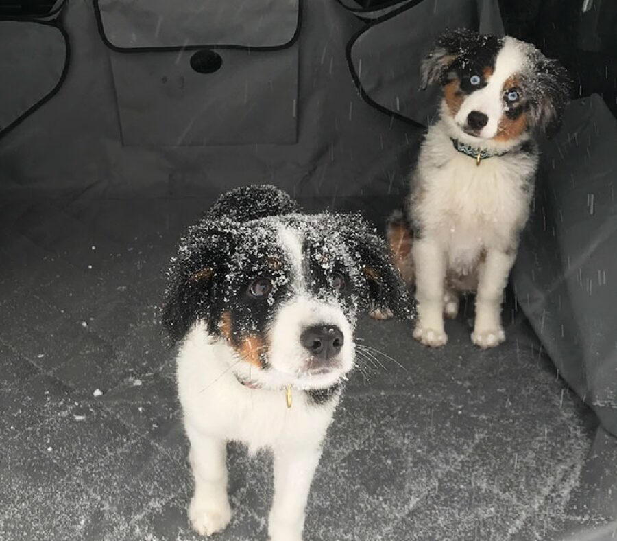 cagnolino fiocchi di neve testa 