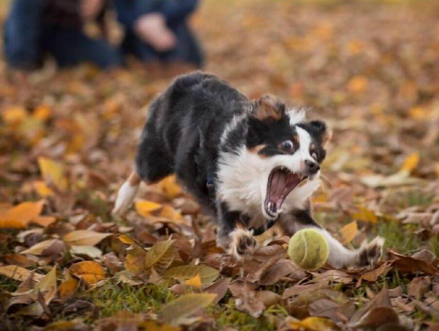 cane insegue palla tennis 