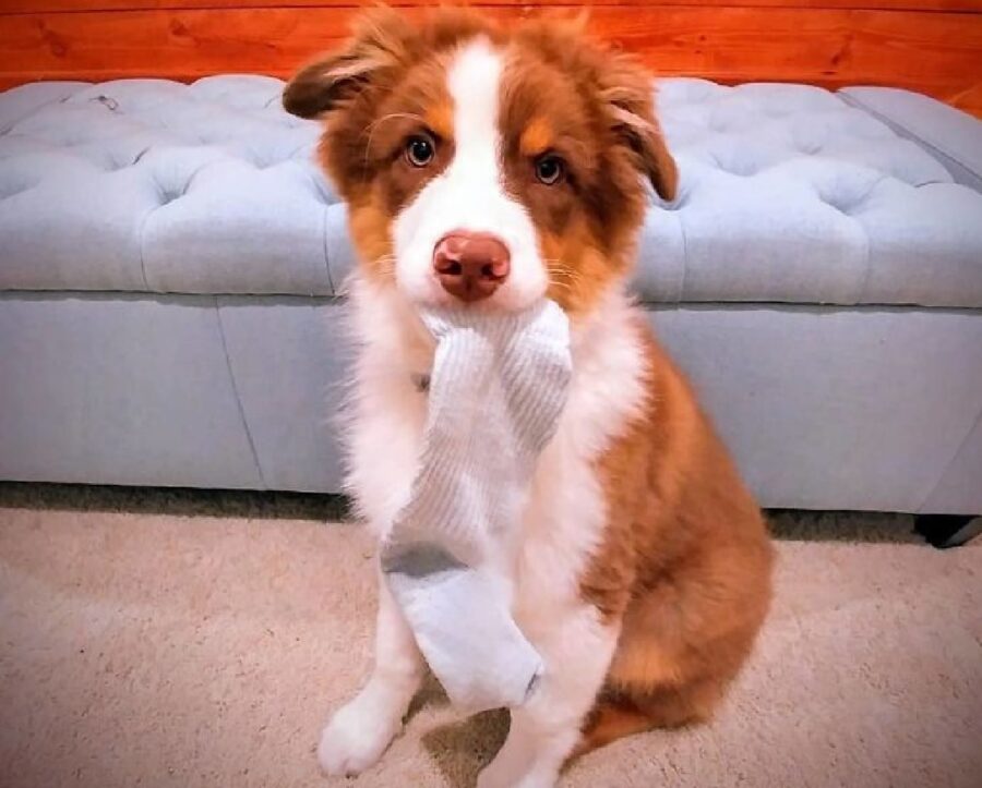 cane pelo rosso e bianco 