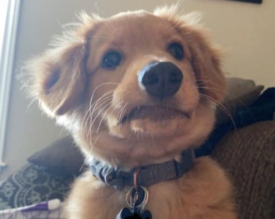 cagnolino golden piccolo 