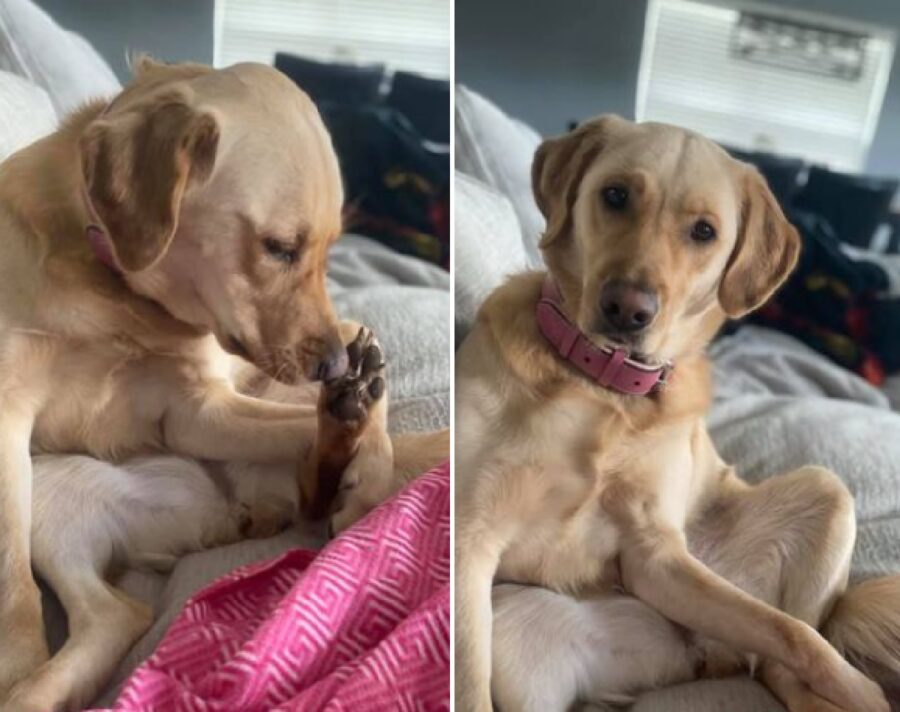 cagnolina labrador annusa zampe