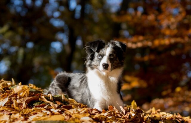 8 foto di cani che ci dimostrano quanto possano rivelarsi espressivi in alcuni momenti speciali