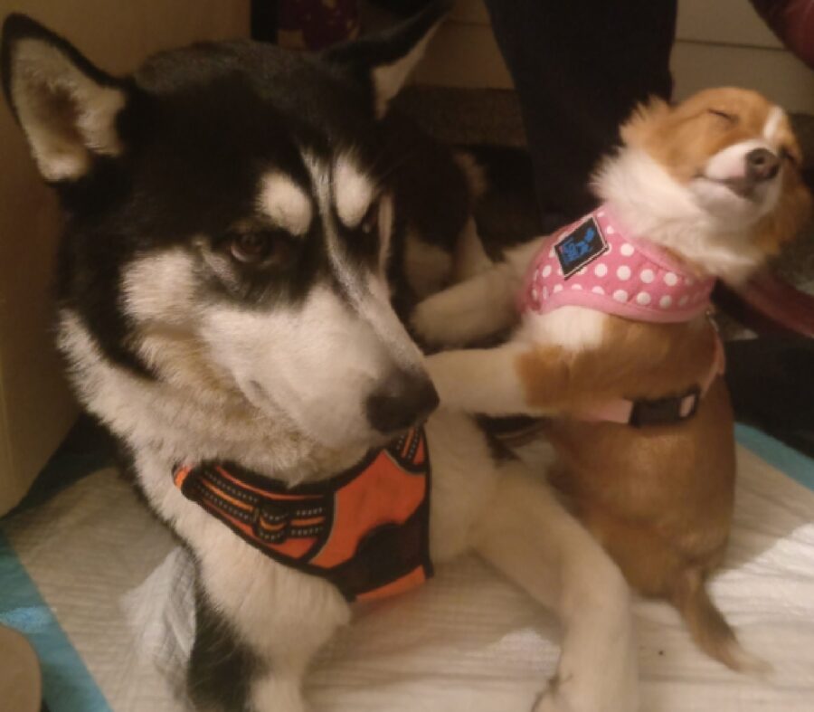 cagnolino husky spinge papà