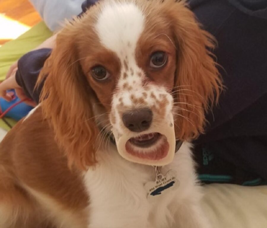 cane osso bloccato in bocca 