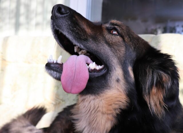 8 foto di cani che stanno partecipando ad un contest per valutare il livello della loro simpatia