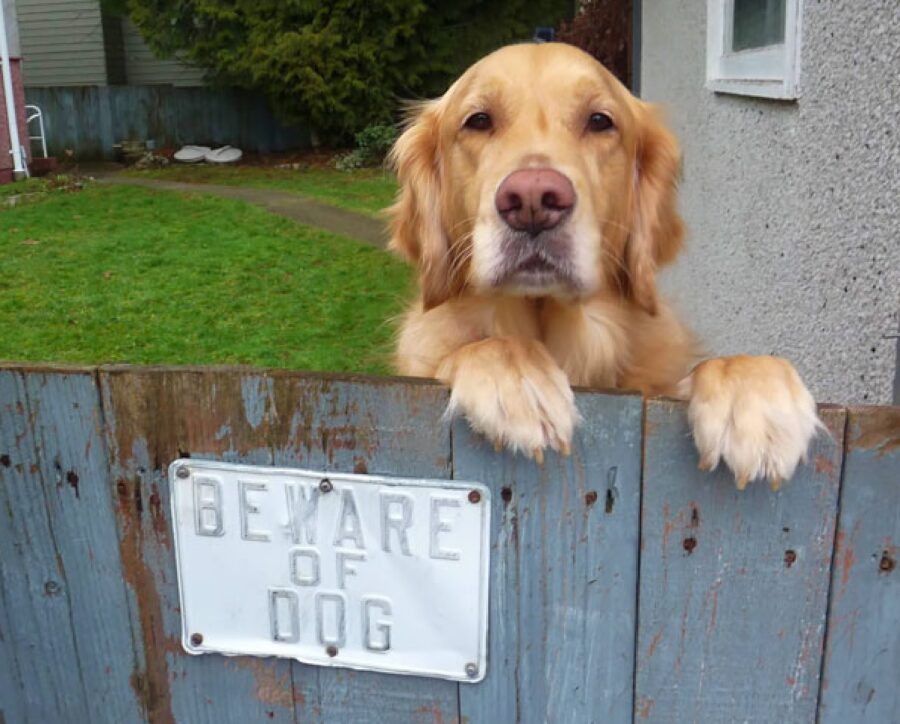 cane golden sale staccionata