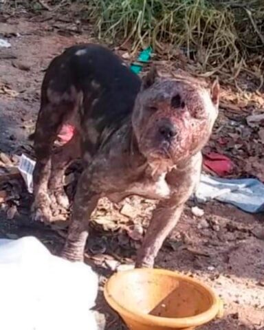 Atena, la cagnolona abbandonata in mezzo al bosco