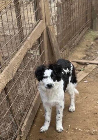 Aura, la cagnolina buttata per strada è alla ricerca di una famiglia