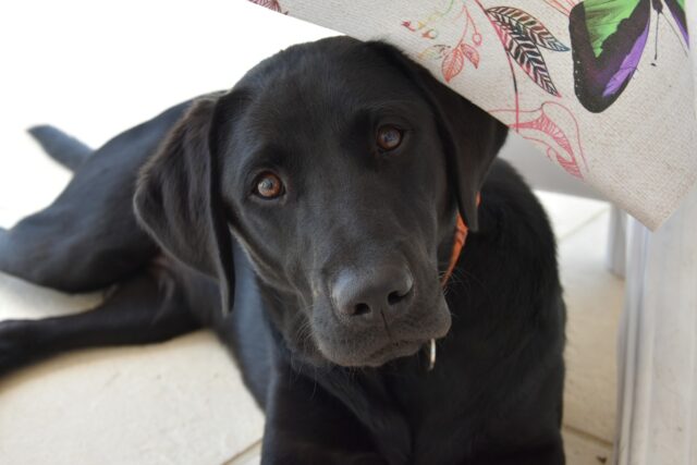 Il dolce gesto compiuto dalla labrador quando viene lasciata sola in casa