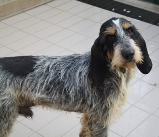 Bosco: cucciolo di Griffon Blue De Gascogne ha bisogno di un’adozione sicura