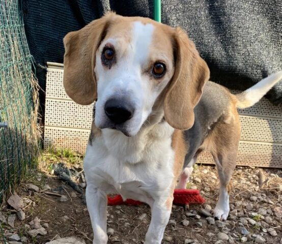 Buddy: Beagle anziano ha bisogno di una famiglia, adottiamolo il prima possibile