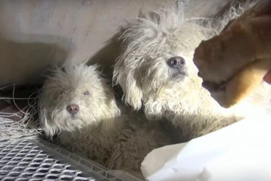 cagnolino e cagnolina