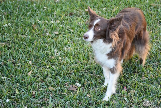 “Devi vivere per sempre, okay?”: la straziante lettera del padrone alla sua amata cagnolina