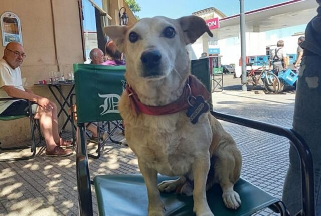 Il cane adottato dai proprietari della caffetteria si siede con i clienti e fa loro compagnia