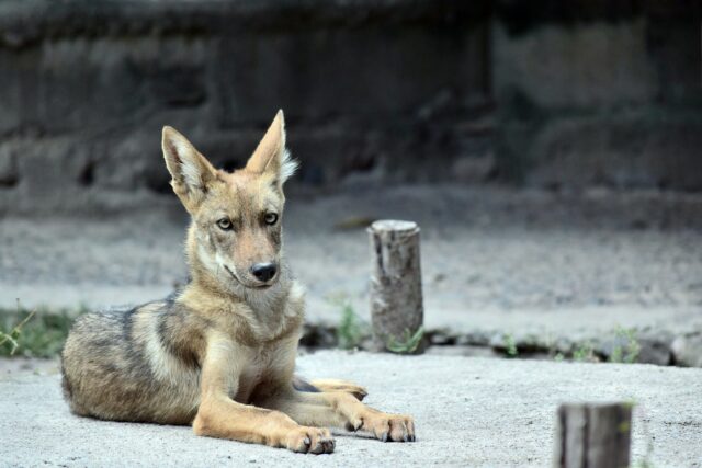 La donna mette in salvo un miserioso animale: cane o coyote?