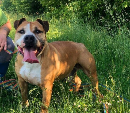 Diablo: Amstaff pieno di energia e voglia di vivere è alla ricerca di un’adozione