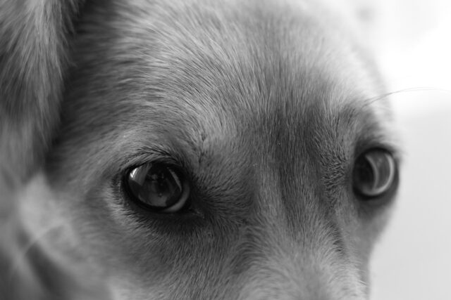 Travolta: il cane che ha avuto un recupero incredibile