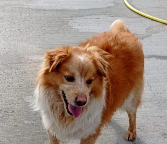 Fresh: piccolo Border Collie tutto pelo è alla ricerca di una mamma umana