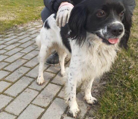 Frizzy: Breton arrivato in struttura come rinuncia cerca una nuova casa