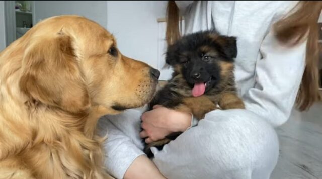 Golden Retriever incontra un cucciolo per la prima volta (VIDEO)