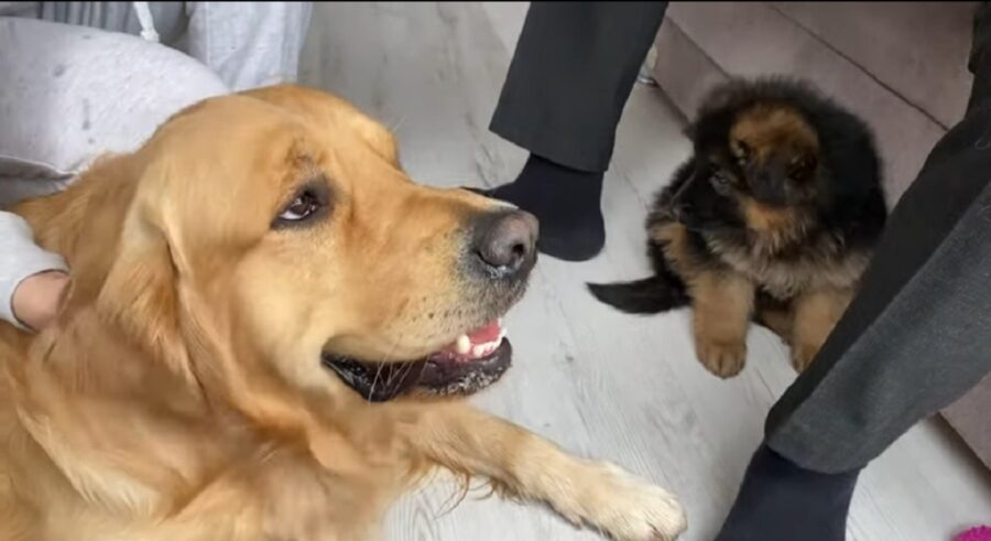 golden retriever incontra un cucciolo per la prima volta