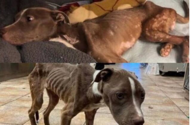 Cucciola di cane trovata in fin di vita finalmente adottata