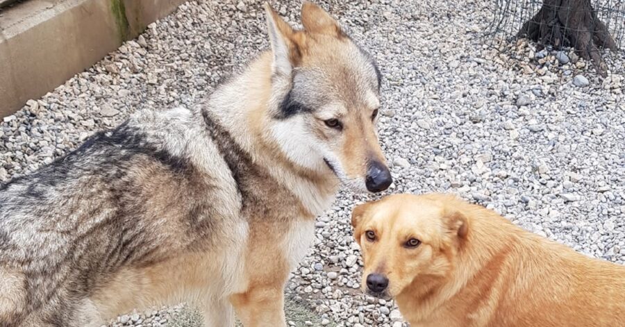 Hakan insieme a un cane