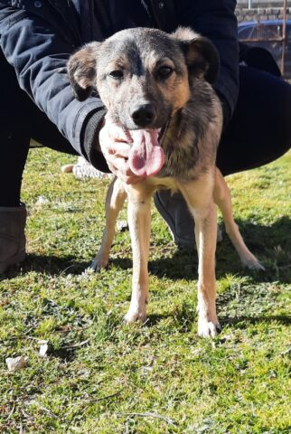 Laika, la cagnolina rinuncia di proprietà è alla ricerca di una famiglia