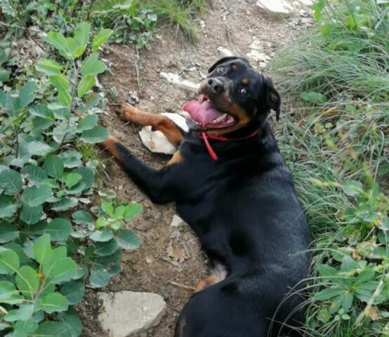 Lola: buona Rottweiler di 3 anni cerca una nuova sistemazione per la vita