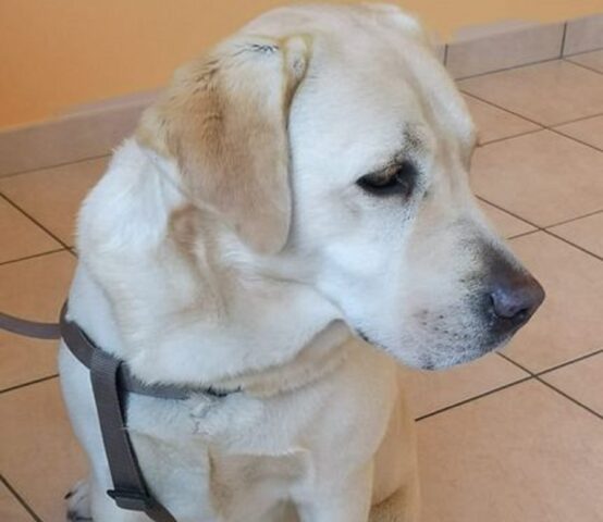 Lola: dolcissima Labrador senza falangi anteriori cerca urgentemente un’adozione