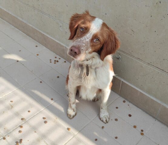 Miky: Breton di 3 anni attende un compagno umano con cui essere felice