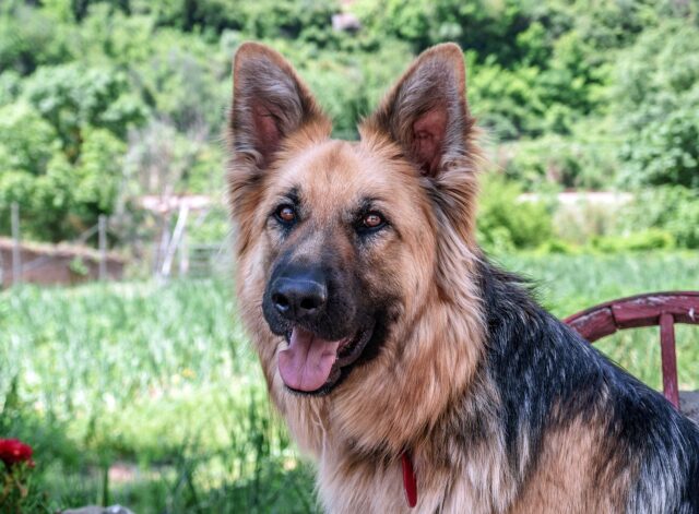 Cane avvisa il proprietario che un uomo è intrappolato nel ghiaccio e gli salva la vita