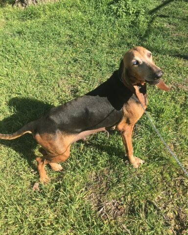 Pupetta, la cagnolina trovata in condizioni disastrose è alla ricerca di una famiglia