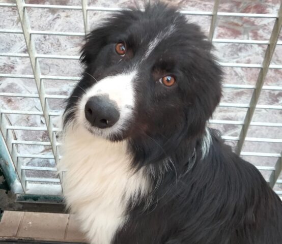 Roy: piccolo Border Collie trovato vagante in strada cerca una mamma umana