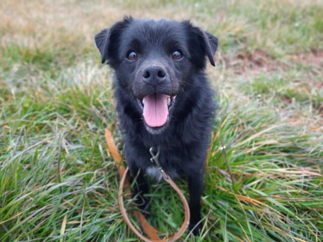 Teddy, il cagnolino a cui dare una possibilità è alla ricerca di una famiglia