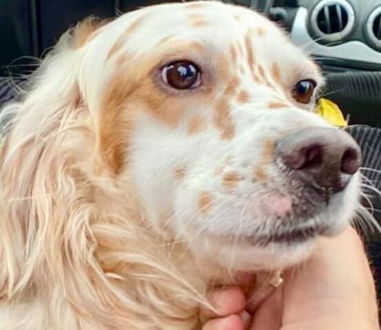 Whiston: Setter Inglese salvato da un fosso ora cerca una nuova famiglia