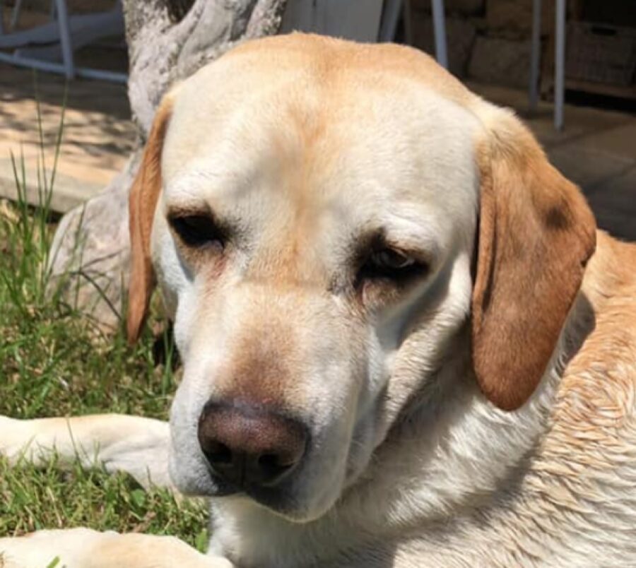 cagnolino volto primo piano 