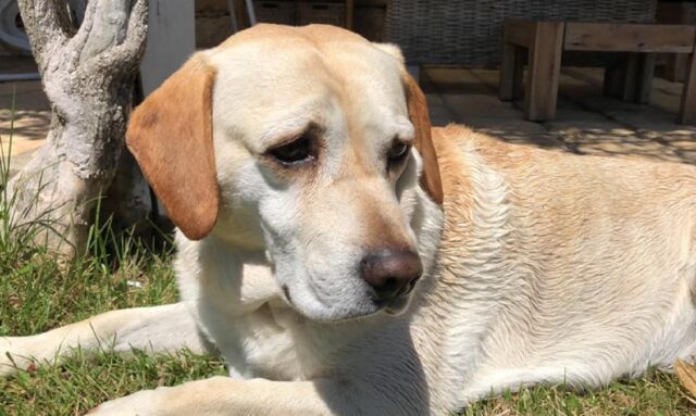 Arzachena, Max non si fa vedere da 3 settimane, questo cagnolino Labrador si è smarrito