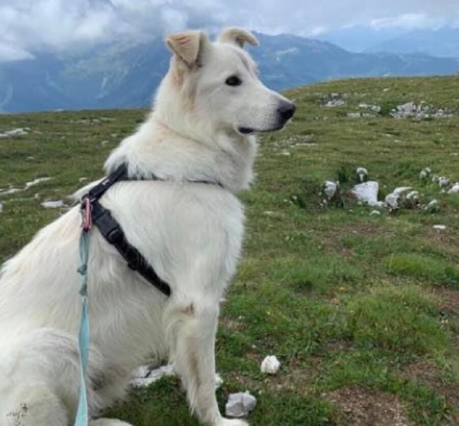 cagnolino simil pastore maremmano