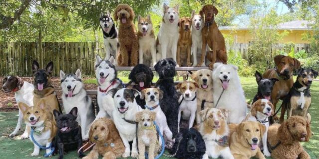 asilo per cani riesce a realizzare delle foto di gruppo meravigliose e invidiate da tutti