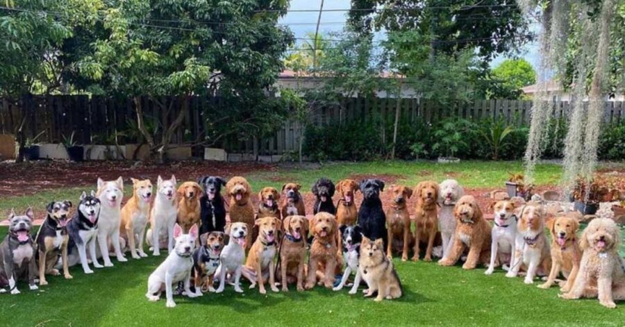 asilo per cani riesce a realizzare delle foto di gruppo meravigliose e invidiate da tutti